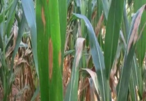 玉米大斑病 附其详细介绍