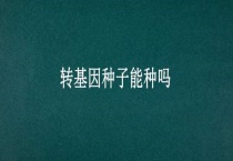 转基因种子能种吗？
