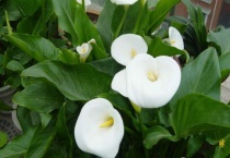 马蹄莲耐寒多少度