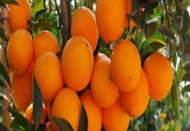 脐橙果树结果需要几年 有什么繁殖多久？