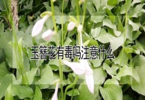 玉簪花有毒吗注意什么？