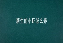 新生的小虾怎么养