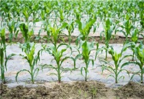 玉米什么时候砍掉上部分