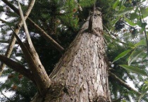 沙树又叫什么树