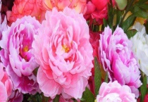 牡丹花苗多少钱一棵 有哪些株型？