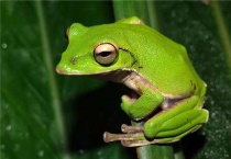 青蛙是两栖动物吗？