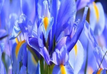 鸾尾花和鸢尾花一样吗？