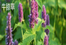 牛膝和牛膝草的区别？ 附种植前景和是否赚钱