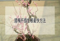 腊梅扦插生根最快多久？