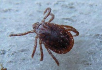 草爬子学名叫什么蜱虫