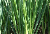 葱的种植多久？