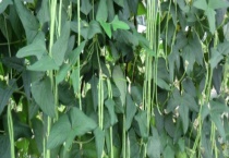 豇豆长斑了是否还能吃 豇豆长斑的原因？