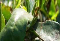 茶短须螨 具体怎样防治