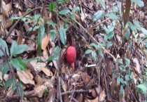 红菇的辨别方法 红菇的的品种分类