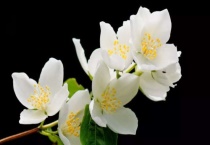 茉莉花耐寒吗？