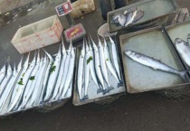 绿色骨头的鱼是什么鱼