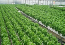 无土栽培蔬菜安全吗？无土栽培蔬菜有哪些？