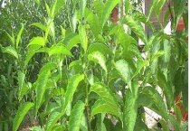 杜仲的产地在哪里？杜仲的生长环境