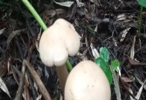 草菇能吃吗？孕妇能吃吗？