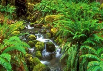 蕨类植物和裸子植物的区别？是什么？