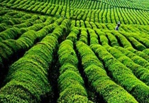 冬季茶园管理应做好防寒防冻措施 幼龄茶园怎样管理