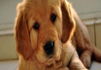 狗狗不吃东西怎么办？具体问题具体对待