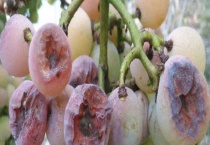 葡萄炭疽病都有哪些特效药 附防治多久？