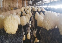 银耳是怎么长出来的 附银耳栽培技术