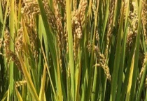 防治水稻病虫害存在哪些常见问题 主要存在着“五重五轻”的问题