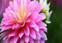 大丽菊什么时候开花？不开花怎么办？