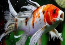 龙凤锦鲤鱼多少钱一条 附生活习性和饲养多久？