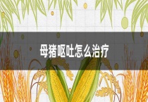 母猪呕吐怎么治疗