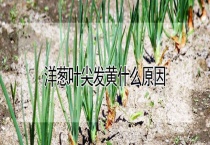 洋葱叶尖发黄什么原因？