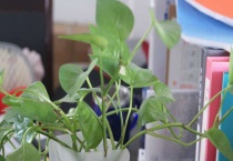 水培植物有哪些？