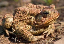 癞蛤蟆吃什么？