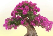 三角梅根系发达吗？