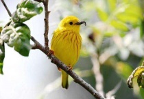 树上落黄莺是什么季节