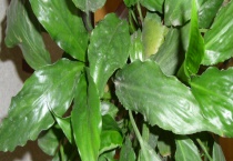 植物如何过冬 有哪些要点