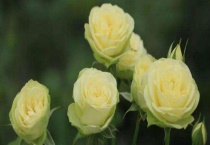 奶油龙沙是一季吗？