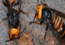 被虎头蜂蛰了用什么药 清洗伤口