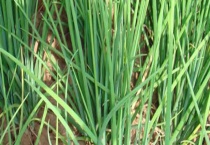 哺乳期可不可以生吃葱 生吃葱有可能出现什么情况