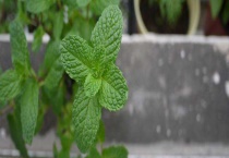 薄荷耷拉枯萎什么原因？