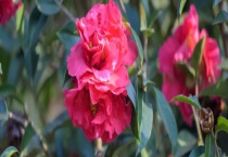 华东茶是落叶还是常绿植物 附华东茶的繁殖多久？