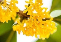 桂花树上面长了绿色的小果子是什么？