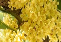 主要在哪些地区分布有桂花 种植桂花树是一条可发展道路吗？