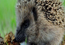 刺猬可以活多久 附刺猬的生活习性