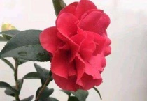 红珍珠是什么植物