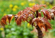 香椿树怎么栽能活