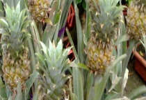 盆栽菠萝结果需要几年 盆栽菠萝怎么养护