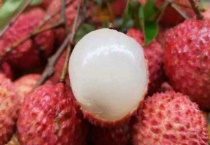 荔枝子怎么发芽